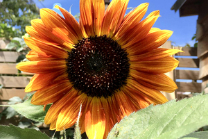 Close up of sunflower