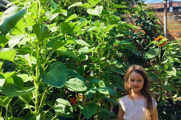 Girl stands in garden of towering sunflowers.